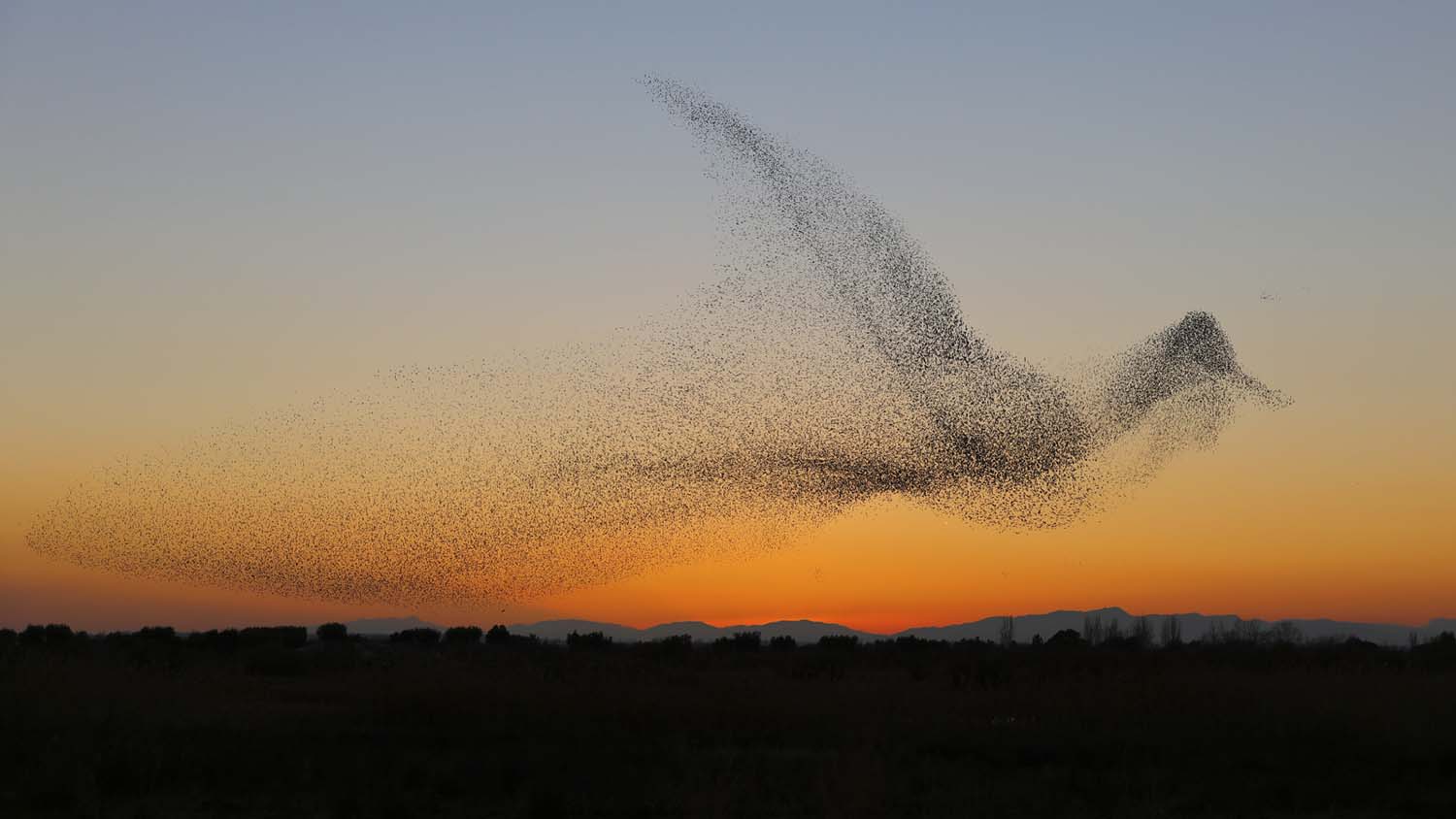 These are most amazing photos of starling murmurations | World ...