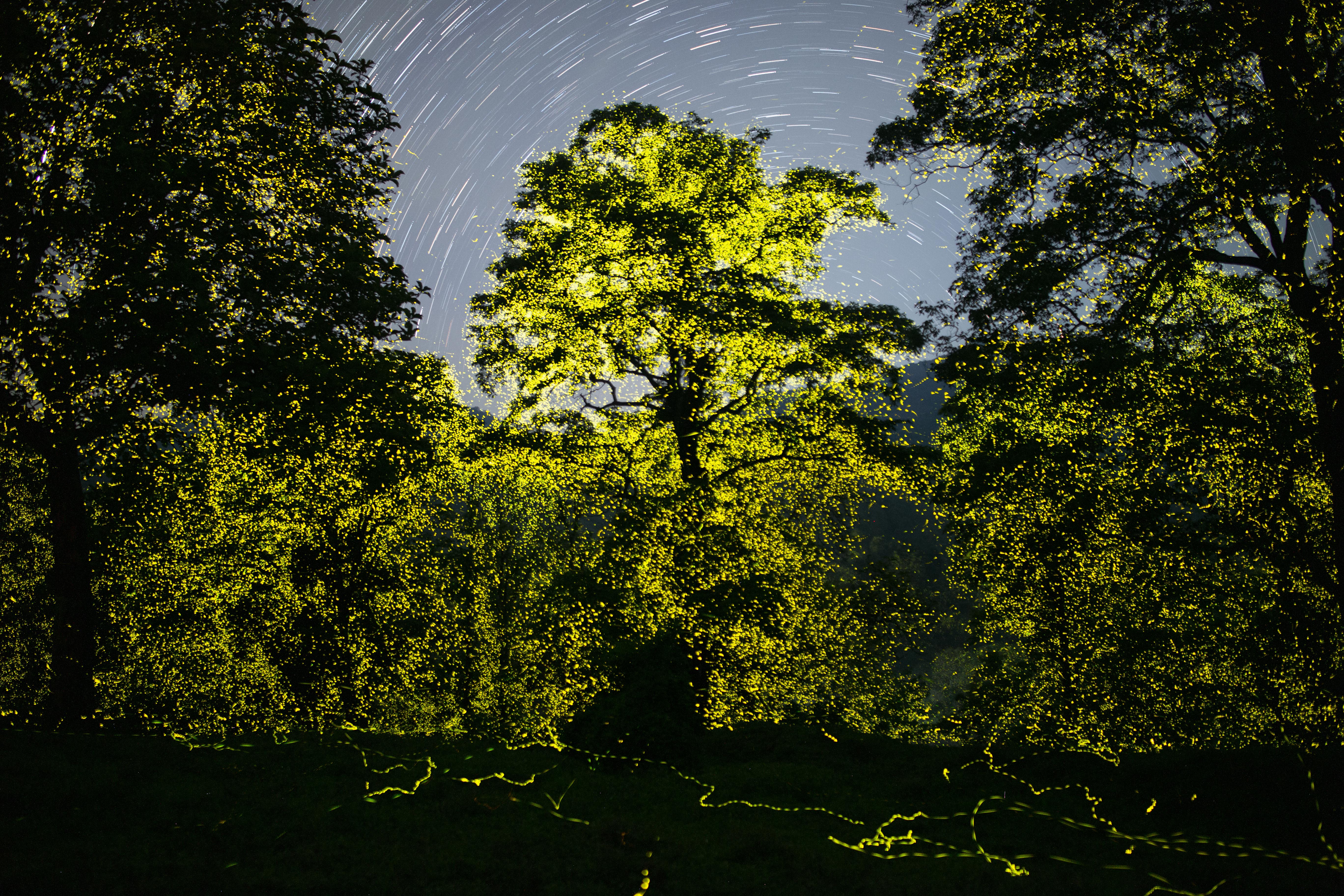 Billions Synchronous Fireflies Light up a Tiger Reserve by Sriram Murali | World Photography Organisation