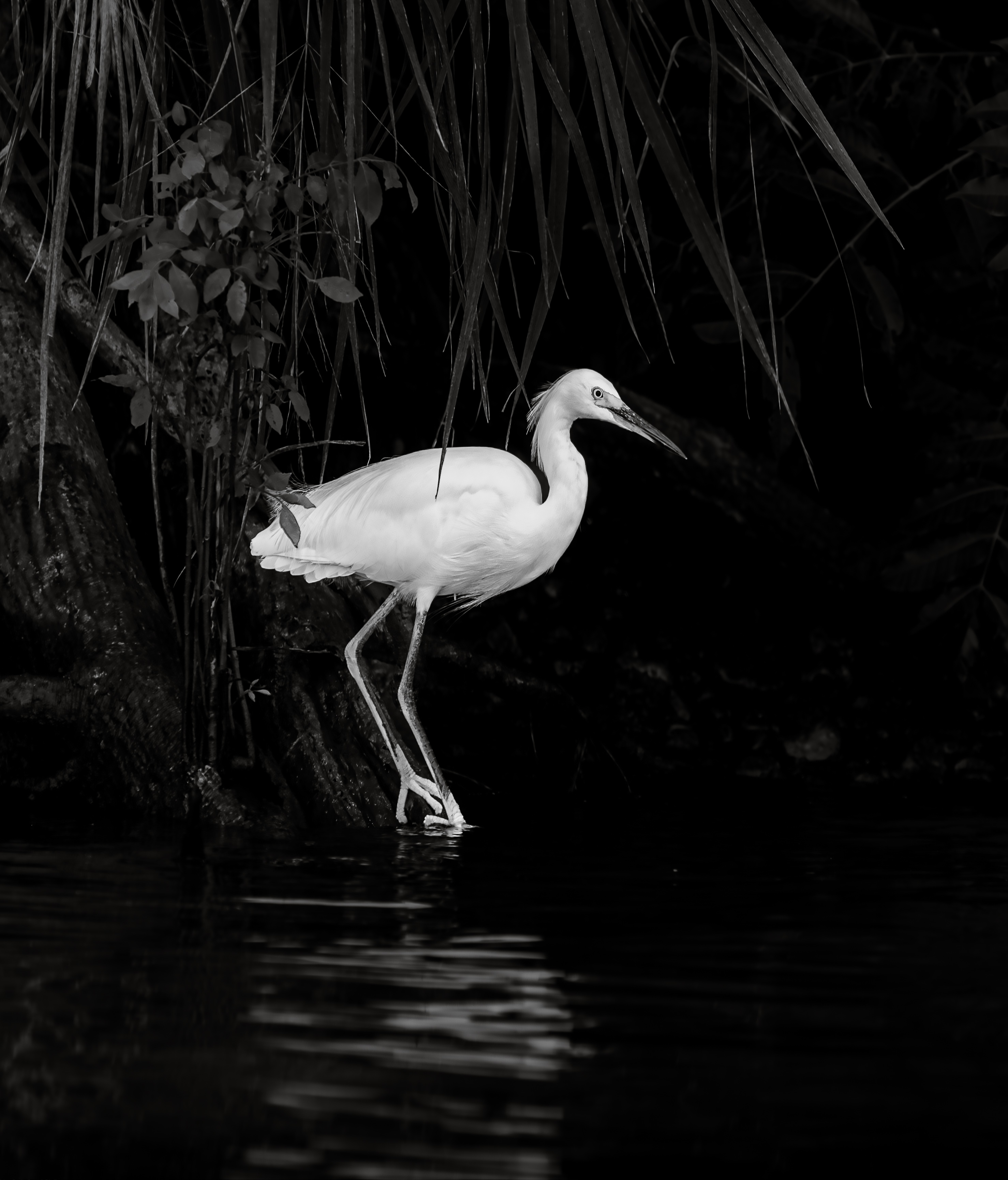The Magical Habitat of Egrets and Herons by Steven Begleiter | World ...